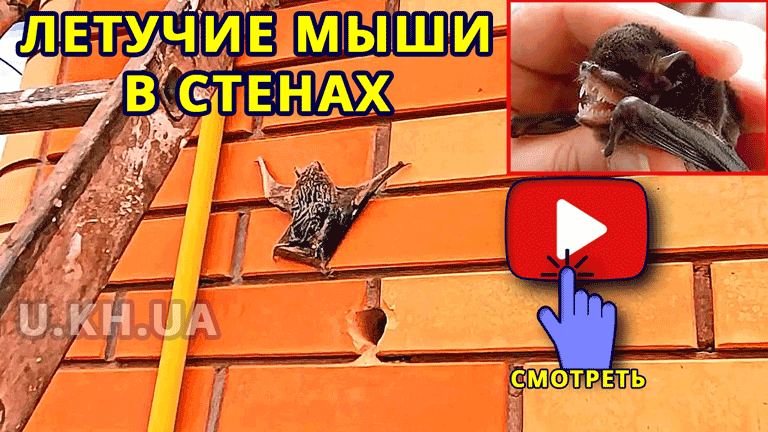 видео утепления и летучих мышей в стенах